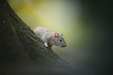 Diving Into the Dream: Unraveling the Meaning of Rat Swimming