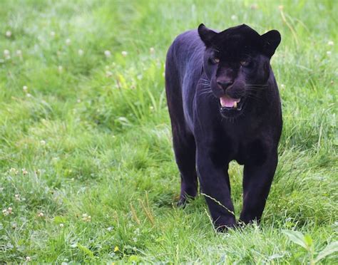 Diving Into the World of the Petite Panther: A Closer Look at Its Behaviors and Environment