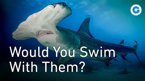 Diving into Danger: Investigating Shark Attacks and Misconceptions