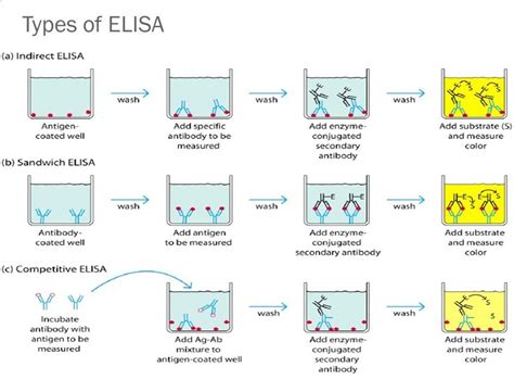 Diving into Elisa's physical attributes