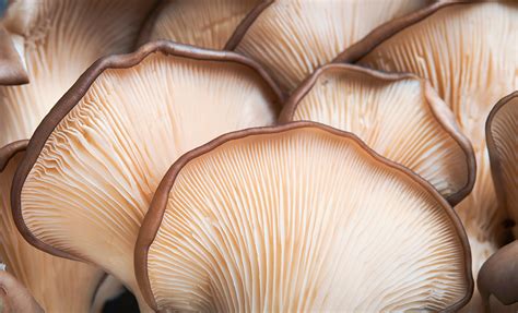 Diving into Symbolic Depths: Demystifying the Significance of Mushroom Foraging