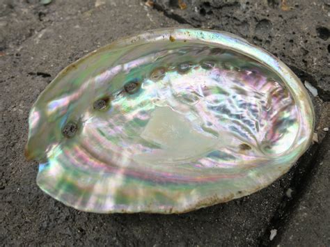 Diving into the Captivating World of Abalone