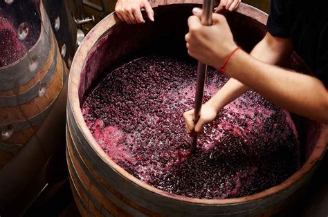 Diving into the Craft of Winemaking