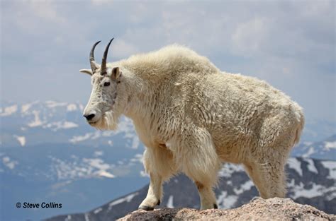 Diving into the Dream: The Enigmatic Presence of the Majestic White Goat