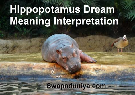 Diving into the Dream World: Deciphering the Significance of Hippopotamus