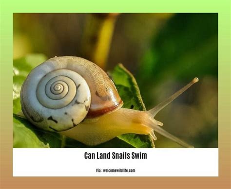 Diving into the Dreamworld: Unveiling the Fascinating Realm of Snail Harvesting