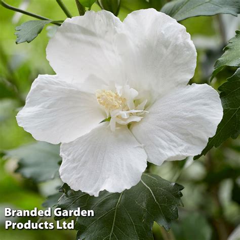 Diving into the Enchanting History of White Hibiscus