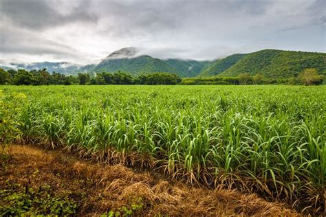 Diving into the Enchanting World of Sugarcane Fields