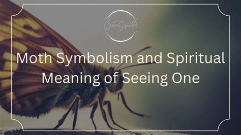 Diving into the Enigmatic World of Moth Symbolism: Insights from Dreaming about Moths