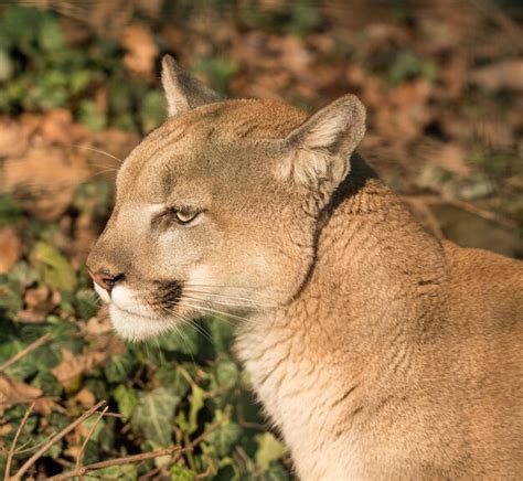 Diving into the Enigmatic World of the Cougar