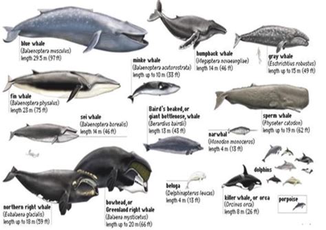 Diving into the Fascinating World of Agile Marine Mammals