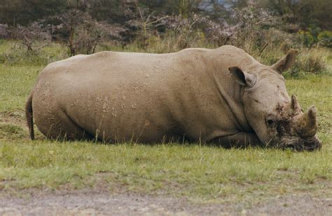 Diving into the History of the Enigmatic Ivory-beaked Ceratotherium Simum