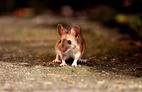 Diving into the Intriguing Behavior of Petite Mice