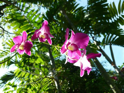 Diving into the Intriguing Realm of Sunlit Orchids