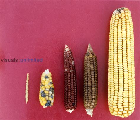 Diving into the Origins of Corn: A Fascinating History Unearthed