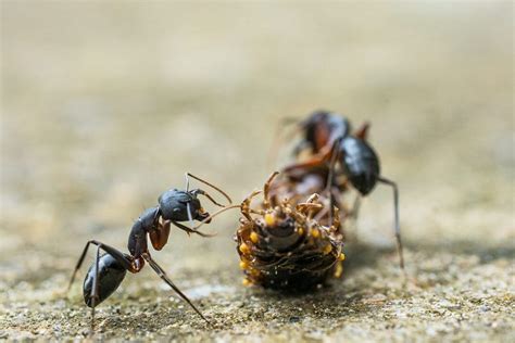 Diving into the Significance of Black Ants in Dreams