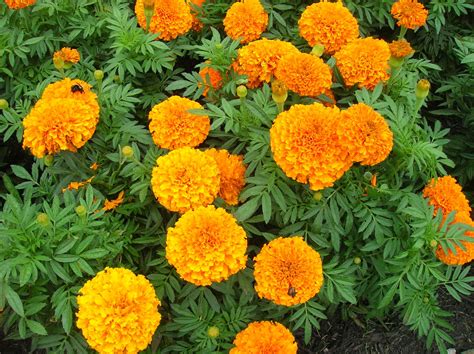 Diving into the Significance of Lively Golden Marigolds