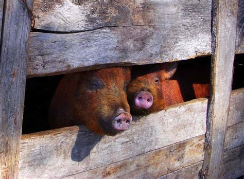 Diving into the Symbolic Meaning of Pig Pens in Dreams