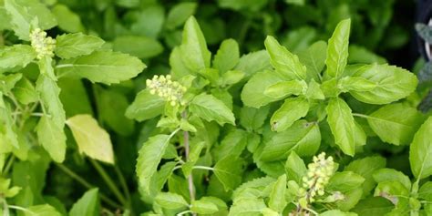 Diving into the Symbolism of the Tulsi Tree