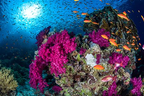 Diving into the Unforgettable Underwater World of the Red Sea