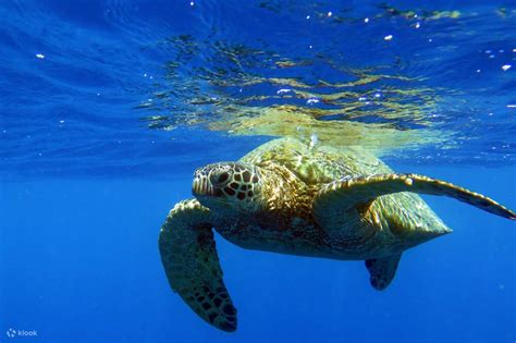 Diving into the World of Majestic Turtles: A Dream Come True