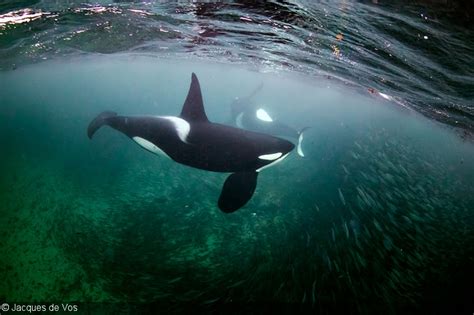 Diving into the World of Orcas: An Unforgettable Experience