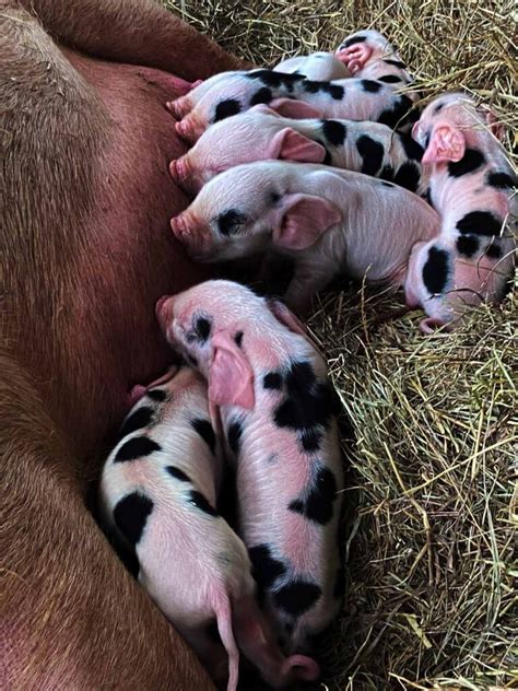 Diving into the imaginary world of dreams in newborn piglets