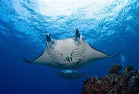 Diving with Manta Rays: An Unforgettable Adventure