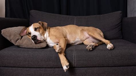 Do Your Canine Companions Experience Sleep Twitching? Here's the Fascinating Reason Why.