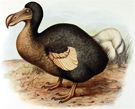 Dodo bird: An emblem of extinction