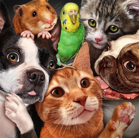 Dog, Cat, or Bird: How Different Pets Might Influence the Dream's Meaning