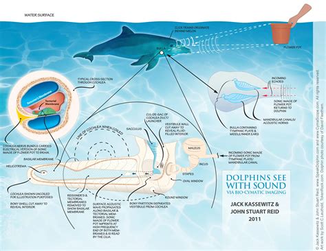 Dolphin Communication: The Language of the Seas