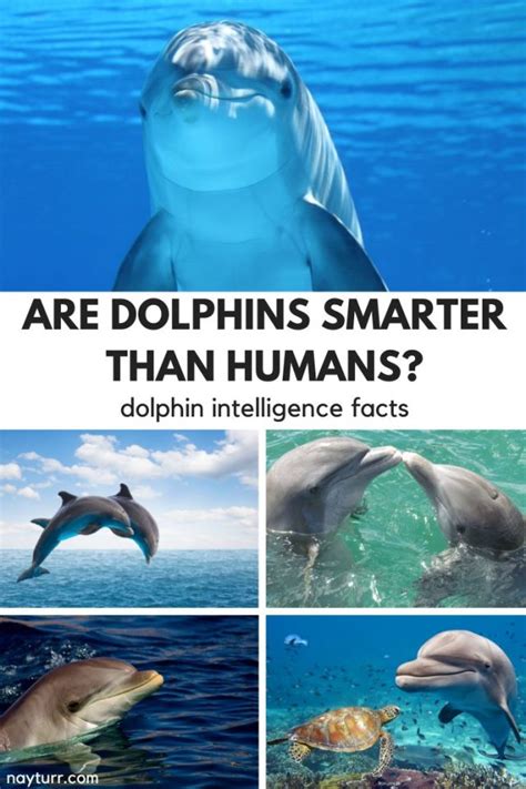 Dolphin Intelligence - Surpassing Our Expectations