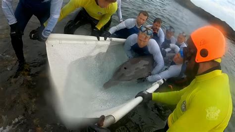 Dolphin Rescue Organizations: Champions in the Fight for Conservation