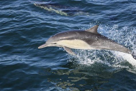 Dolphin Watching: An Unforgettable Journey