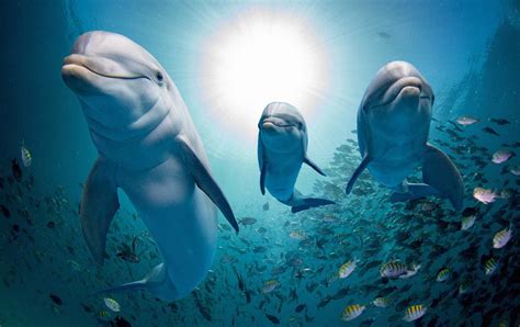 Dolphins: The Amazing Swimmers of the Ocean