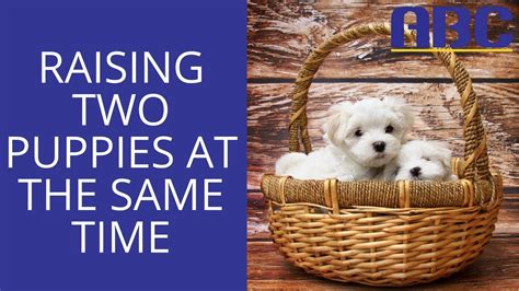 Double the Fun, Double the Trouble: The Joys and Challenges of Raising Multiple Puppies