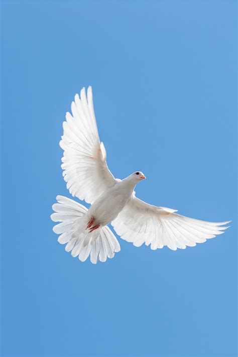 Dove Symbolism in Different Cultures