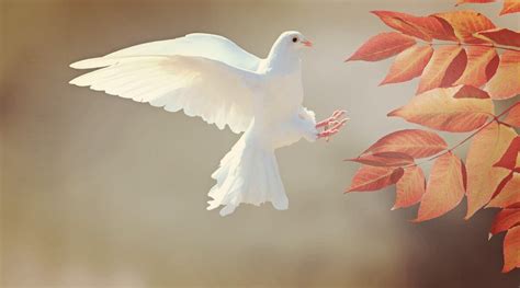 Doves as Messengers of Peace in Dreams