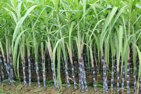 Dream Big: The Potential of a Flourishing Sugarcane Enterprise