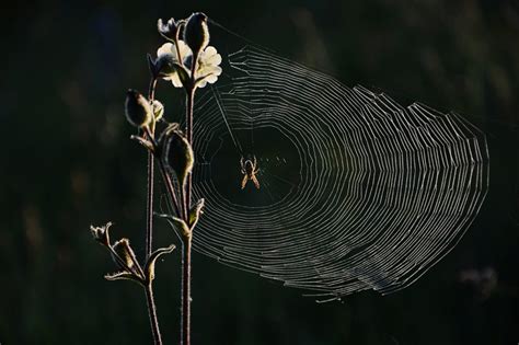 Dream Interpretation: Arachnid Emerging From Epidermis