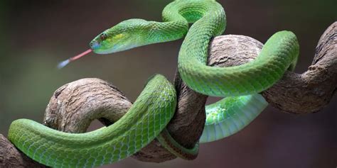 Dream Interpretation: Pregnant Snake Symbolism