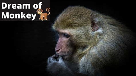 Dream Interpretation: What Does the Spectacular Monkey with Wings Dream Signify for You?