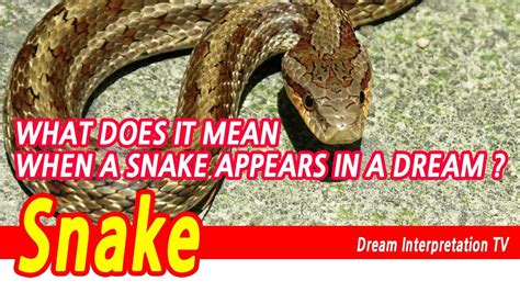 Dream interpretation: Snake's lethal encounter with a canine companion