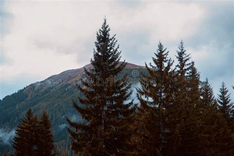 Dreaming Big amidst the Enigmatic Majesty of Tall Evergreens