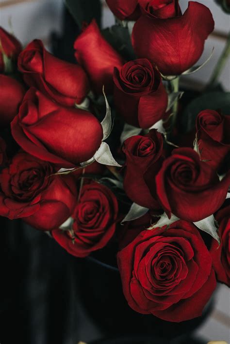 Dreaming in Color: The Symbolism of Vibrant Red Roses