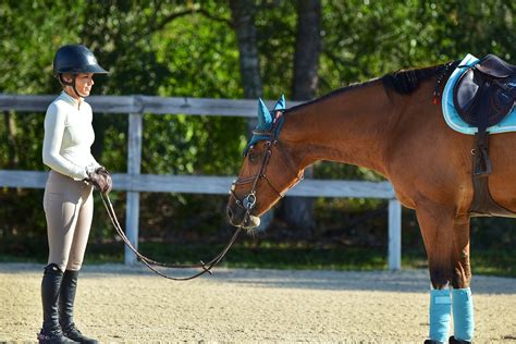 Dreaming in Motion: Harnessing the Power of Daydreams for Equestrian Success