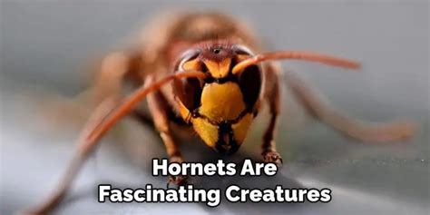 Dreaming in Yellow: The Fascinating Symbolism of the Hornet