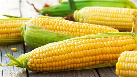 Dreaming of Abundant Harvest: The Symbolic Meanings of Plump Corn