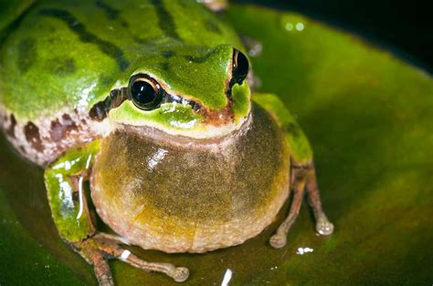 Dreaming of Baby Frogs: An Unexpected Sign